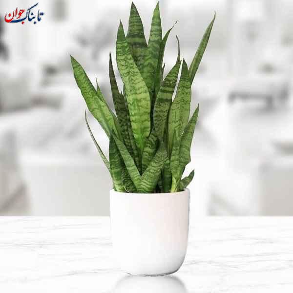 ۵ گیاه آپارتمانی جان سخت برای خانه