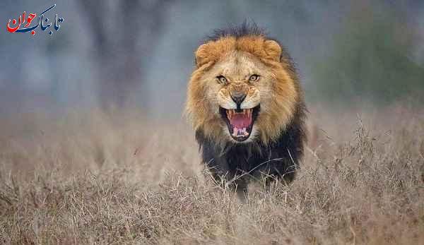 شکار نزدیک ترین تصویر از یک شیر قبل از حمله!