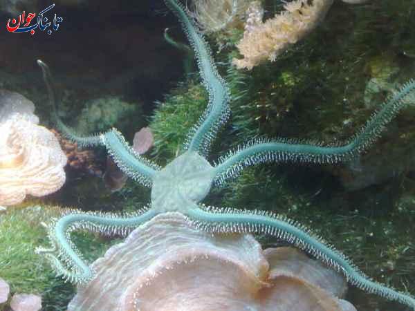 کدام حیوان مغز ندارد؟ کدام حیوان هرگز نمی‌میرد؟