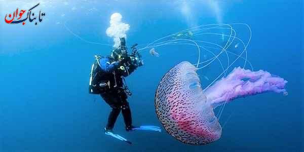 کدام حیوان مغز ندارد؟ کدام حیوان هرگز نمی‌میرد؟