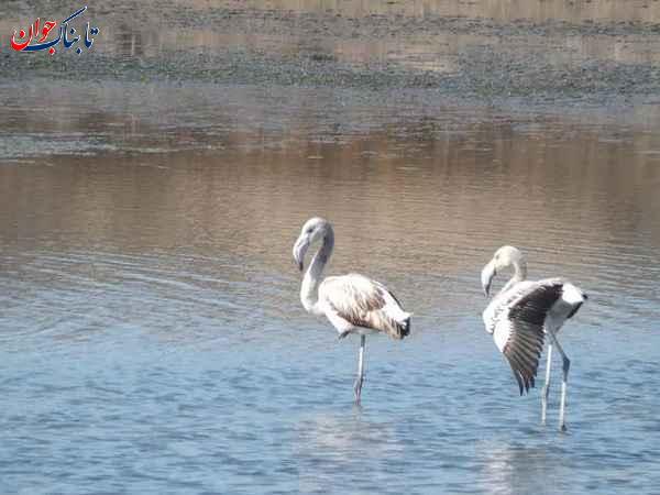 گمیشان کجاست و بهترین زمان سفر کی است؟