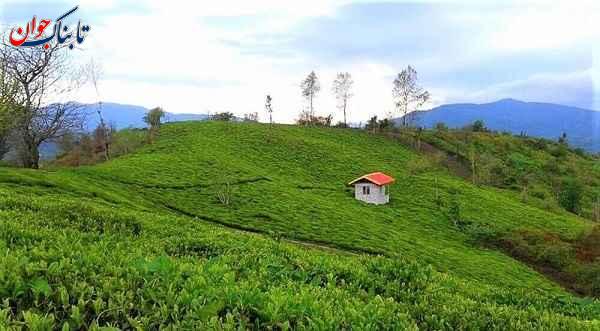 لیلاکوه رامسر کجا بریم خوش بگذره؟