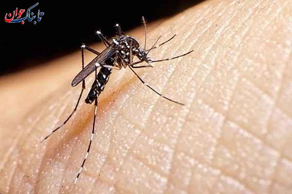 پشه آئدس در کدام شهر ایران است و چه علائمی دارد؟