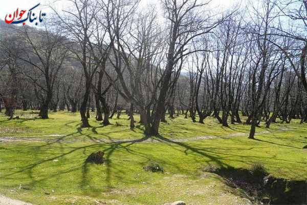 بوستان جنگلی باقرآباد مینودشت کجاست و چه جاهای دیدنی دارد؟