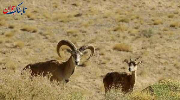 منطقه محافظت شده قیصری کوهرنگ کجاست؟ جاهای دیدنی پایتخت برفی ایران را بشناسید!