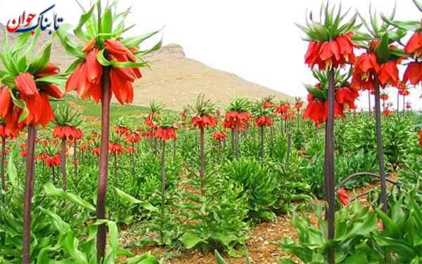 دشت همیشه سرخ لالههای واژگون کوهرنگ کجاست؟ جاهای دیدنی پایتخت برفی ایران را بشناسید!