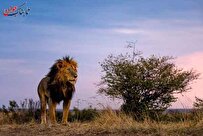 شکار نزدیک ترین تصویر از یک شیر قبل از حمله!