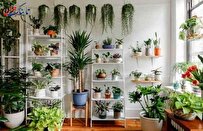 ۵ گیاه آپارتمانی جان سخت برای خانه