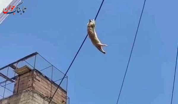 گربه لحظه نجات گربه از روی کابل برق در سقز
