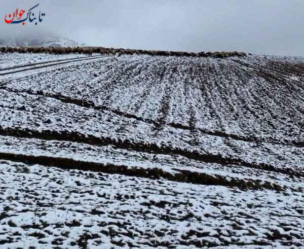 تصاویری که دلتان را در گرما میبرد!