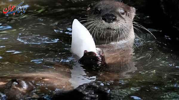 یخمک های خاص مخصوص حیوانات باغ وحش