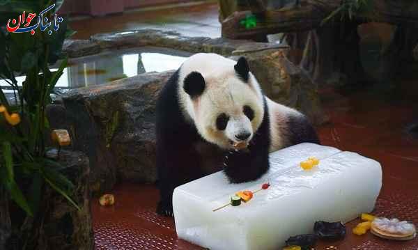 تصاویری از خنک شدن حیوانات در باغ وحش