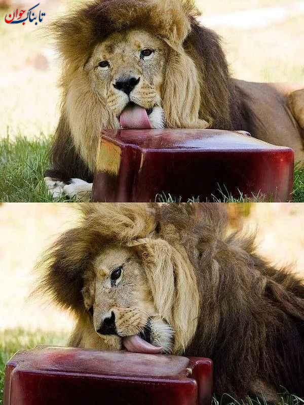 تصاویری از خنک شدن حیوانات در باغ وحش