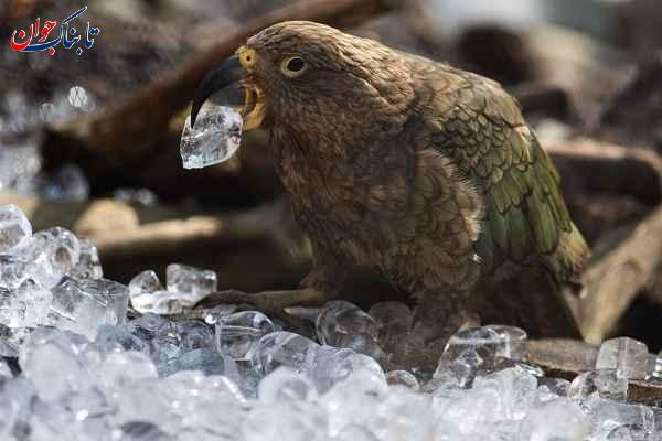 تصاویری از خنک شدن حیوانات در باغ وحش