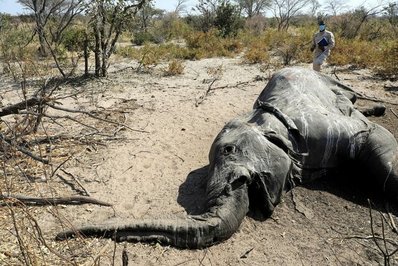 تصویری از یک دامپزشک که در کنار جسد یک فیل واقع در دلتای اوکاوانگو (بوتسوانا) ایستاده است. گزارش شده فیل‌های دیگری در زیمبابوه با همین نشانه‌ها جانشان را از دست داده‌اند که دانشمندان در تلاش برای پی بردن به علت آن هستند.
