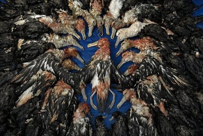 تصویری از پرندگان «آلباتروس» که از جمله آثار شرکت‌داده شده در رقابت عکاس حیات‌وحش امسال است

