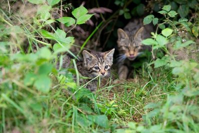 تصویری از گربه‌های وحشی مزرعه‌ای در «دوون» / بریتانیا
