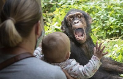 تصویری از واکنش یک شامپانزه به یک بازدیدکننده در باغ‌وحشی در آلمان
