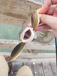این تصویر به یک قورباغه بالدار مربوط نمی‌شود، بلکه این فقط یک ماهی است که با دهان باز از او عکس برداری شده است.

