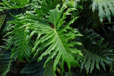 فیلودندرون سیلوم (Philodendron Bipinnatifidum)
