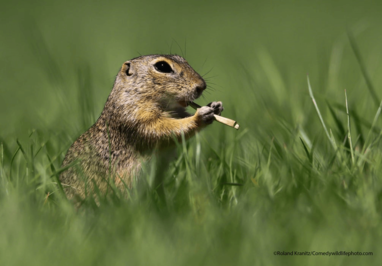 یک سنجاب زمینی اروپایی در مجارستان فلوت میزند!
عکس: کرانیز رولند