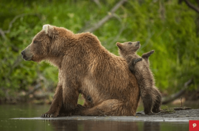 تکیه دادن توله خرس به مادر

