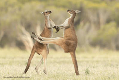 کانگوروهای خاکستری غربی در پرت، استرالیا ورزش صبحگاهی می کنند!
عکس: لی اسکادان