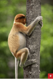 میمون از تنهایی داره درخت رو میبوسه!

