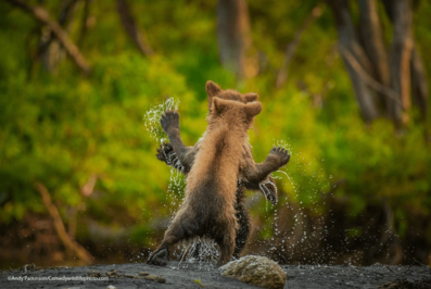 رقص آبکی توله خرس ها در شبه جزیره کامچاتکا، روسیه!
عکس: اندی پارکینسون
